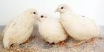 Witte chinese dwegkwartels, Dieren en Toebehoren, Geslacht onbekend, Tropenvogel