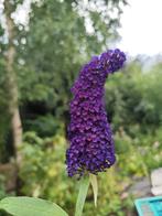 vlinderstruik buddleja 'Black Knight', Ophalen, Zomer, Overige soorten, Volle zon