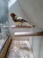 Kanarie man, Dieren en Toebehoren, Vogels | Kanaries, Mannelijk, Kleurkanarie