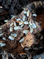 60x Armadillidium granulatum White Pearl Isopods, Dieren en Toebehoren, Overige soorten
