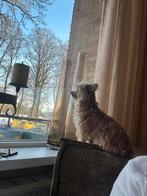 Gezocht maatje voor Bambi, Dieren en Toebehoren, Honden | Chihuahua's en Gezelschapshonden, Rabiës (hondsdolheid), 8 tot 15 weken