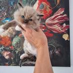 Laatste ragdoll kater mag weg  beschikbaar wegens anulatie, Dieren en Toebehoren, Katten en Kittens | Raskatten | Langhaar, Kater