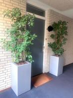 Hydrocultuur kamerplant, Volle zon, 100 tot 250 cm, Zomer, Overige soorten
