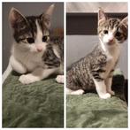 kittens, Dieren en Toebehoren, Katten en Kittens | Raskatten | Korthaar, Poes, 0 tot 2 jaar