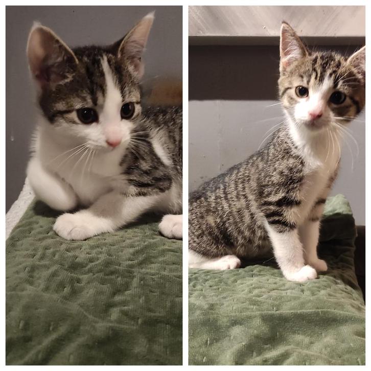 kittens, Dieren en Toebehoren, Katten en Kittens | Raskatten | Korthaar, Poes, 0 tot 2 jaar