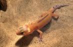 Luipaardgekko "Tangerine", Hagedis, Tam, 0 tot 2 jaar