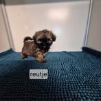 lieve mooie kleinblijvende mini shih tzu pups, Overige rassen, 8 tot 15 weken, Meerdere, Meerdere dieren