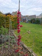 Malus Everest dit is een sierappel., Ophalen, Lente, Overige soorten