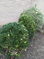 3x Japanse kardinaalmuts, Ophalen, Overige soorten, Struik, Minder dan 100 cm