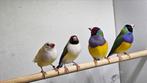 2 - 2 gould amadine, Dieren en Toebehoren, Meerdere dieren