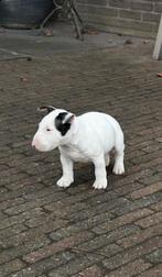 Mini bull terrier met fci stamboom, 8 tot 15 weken, Meerdere, Meerdere dieren, Parvo