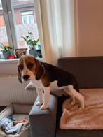 Beagle puppy van 5 maanden., Dieren en Toebehoren, Honden | Niet-rashonden, 15 weken tot 1 jaar, Teef, Parvo, Eén hond