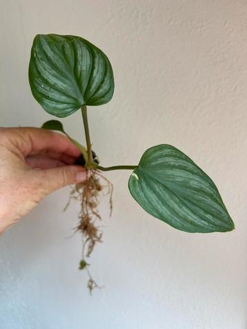 Philodendron mamei, plantje uit wetstick beschikbaar voor biedingen