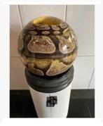 Korting XL echte opgezette slang in bol glas sterk water, Verzamelen, Dierenverzamelingen, Ophalen, Nieuw, Overige soorten, Opgezet dier