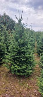 Particuliere kerstbomen verkoop, Tuin en Terras, Planten | Bomen, Ophalen, Volle zon, Overige soorten