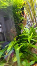 Albino ancistrus, Dieren en Toebehoren, Vissen | Aquariumvissen, Vis