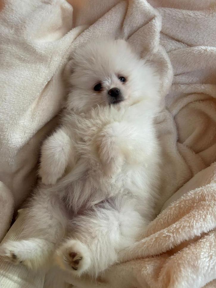 Pomeranian Teefje, Dieren en Toebehoren, Honden | Chihuahua's en Gezelschapshonden, Meerdere dieren, Overige rassen, Particulier