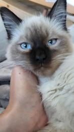 Dekkater aangeboden, Dieren en Toebehoren, Katten en Kittens | Dekkaters