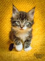 Maine Coon kitten Kater met stamboom Mainecoon, Kater, Gechipt, 0 tot 2 jaar