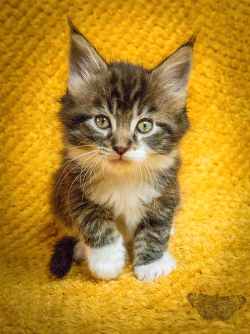 Maine Coon kitten Kater met stamboom Mainecoon, Dieren en Toebehoren, Katten en Kittens | Raskatten | Langhaar, Kater, 0 tot 2 jaar