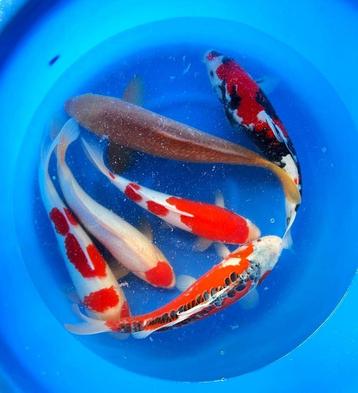 Jonge Jumbo koi, Nisai en al 55cm groot worden Jumbo,s!! beschikbaar voor biedingen
