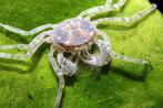 Limnopilos naiyanetri micro krab, Dieren en Toebehoren, Vissen | Aquariumvissen, Kreeft, Krab of Garnaal