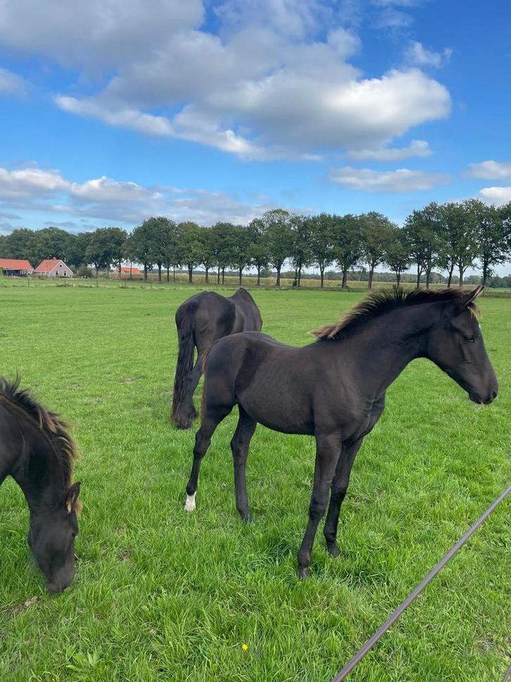 KWPN hengst veulen, Dieren en Toebehoren, Paarden, Meerdere dieren, Niet van toepassing, Minder dan 160 cm, 0 tot 2 jaar, Gechipt
