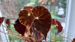Begonia Mazae Nigricans stekken, Huis en Inrichting, Kamerplanten, Groene kamerplant, Ophalen, Overige soorten, Minder dan 100 cm