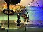 Chinese geel wang schildpad plus verblijf, Ophalen, Zo goed als nieuw, Terrarium of Paludarium
