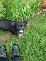 leuk klein hondje ter adoptie!, Rabiës (hondsdolheid), Handelaar, 1 tot 2 jaar, Buitenland