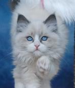 Ragdoll kittens, Meerdere dieren, Gechipt, 0 tot 2 jaar