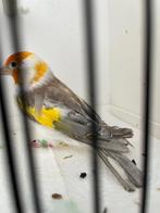 Majoor Putter bruinpastel witkop 2025, Dieren en Toebehoren, Vogels | Overige Vogels, Meerdere dieren, Wildzangvogel, Geringd