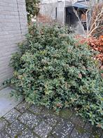 Groenblijvende sierheester Viburnum, Ophalen, Overige soorten, Struik, Minder dan 100 cm