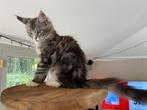 XXL Maine Coon Kittens beschikbaar €1450; met stamboom, Poes, Met stamboom