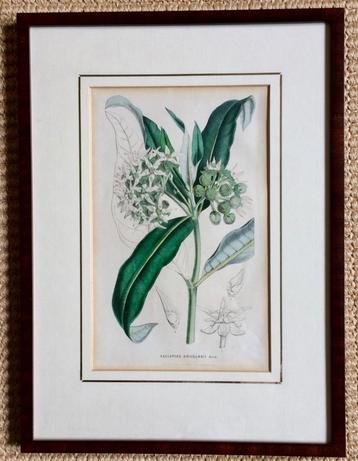 Ingelijste gravure Zijdeplant (Asclepias Douglasii) beschikbaar voor biedingen