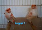 3 koppels roodmozaiek type 2 kanaries, Dieren en Toebehoren, Vogels | Kanaries, Meerdere dieren, Kleurkanarie