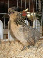 Bosvoordse baardkriel hen(nen) GEZOCHT, Dieren en Toebehoren, Vrouwelijk, Kip