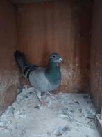 Duivin 2025, Dieren en Toebehoren, Vrouwelijk, Postduif