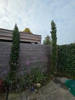 2 Cipressen 3- 3,5m- Zuilvormige schoonheid voor uw tuin!, Tuin en Terras, Planten | Bomen, Ophalen, In pot, Volle zon, Overige soorten