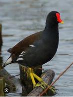 Waterhoen, Dieren en Toebehoren, Pluimvee, Vrouwelijk