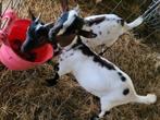 bokje te koop, Dieren en Toebehoren, Mannelijk, Geit, 0 tot 2 jaar
