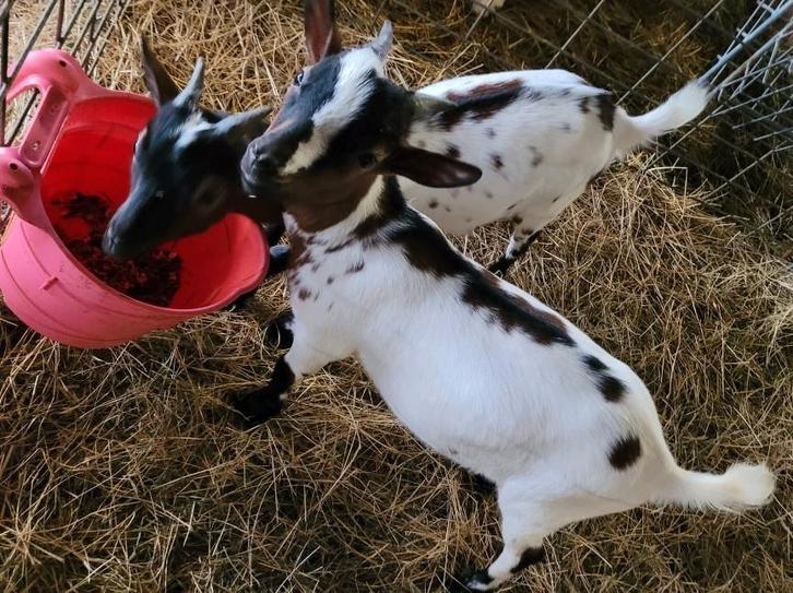 bokje te koop, Dieren en Toebehoren, Schapen, Geiten en Varkens, Geit, Mannelijk, 0 tot 2 jaar