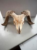 Schedel ram, skelet, bot, dier, vintage, beest, schaap,, Verzenden, Zo goed als nieuw, Schedel