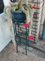 Cactus Monkey tail groot, Huis en Inrichting, Kamerplanten, Ophalen, Cactus, Volle zon, Minder dan 100 cm