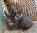 Kittens grijs torti Maine Coon dekkater zwart rood, 0 tot 2 jaar