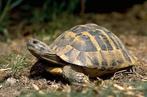 Opzoek naar Landschildpad, Dieren en Toebehoren, Reptielen en Amfibieën, 0 tot 2 jaar, Schildpad