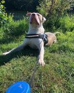 American bully xl, Dieren en Toebehoren, Rabiës (hondsdolheid), Reu, Groot, Eén hond