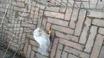 Zilver grijze hen Barneveldse kriel, Dieren en Toebehoren, Vrouwelijk, Groot