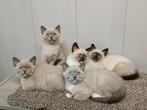 Mooie Brits Korthaar x Ragdoll kittens, Dieren en Toebehoren, Kater, Gechipt, 0 tot 2 jaar