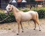 Veelbelovende Welsh jaarling met topkarakter, Dieren en Toebehoren, Merrie, Gechipt, 0 tot 2 jaar, A pony (tot 1.17m)